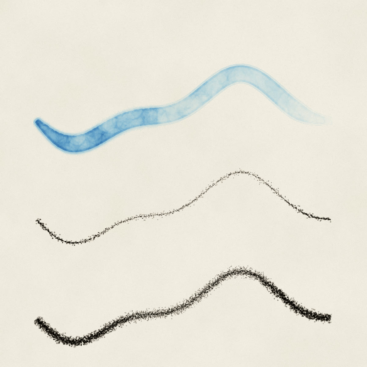 One wavy path drawn three times on cream paper: a blue watercolour ribbon, an HB pencil line and a charcoal line